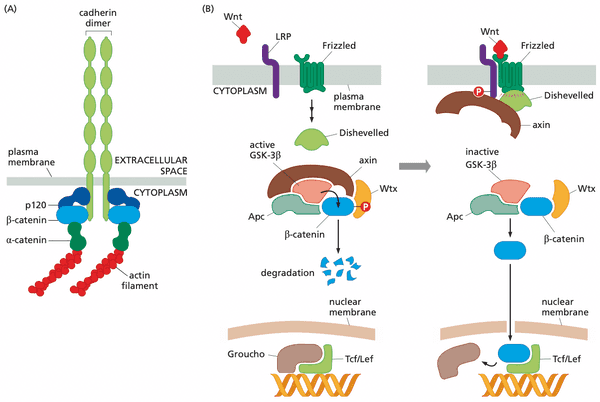 Wnt has multiple roles.