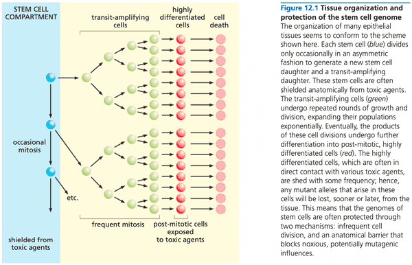 stem cell organization