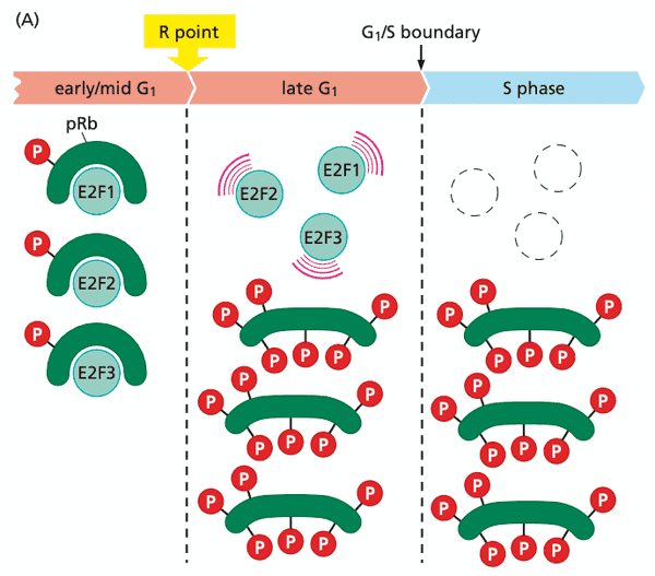 Schematic of pocket protein binding to E2Fs.