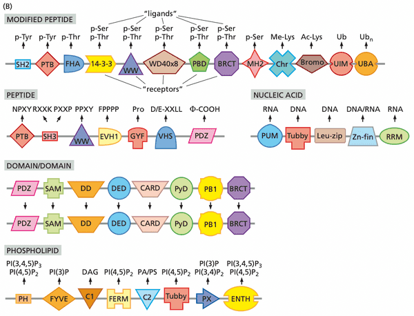 List of ligand-binding domains.