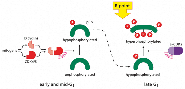 Control of R point by mitogens.