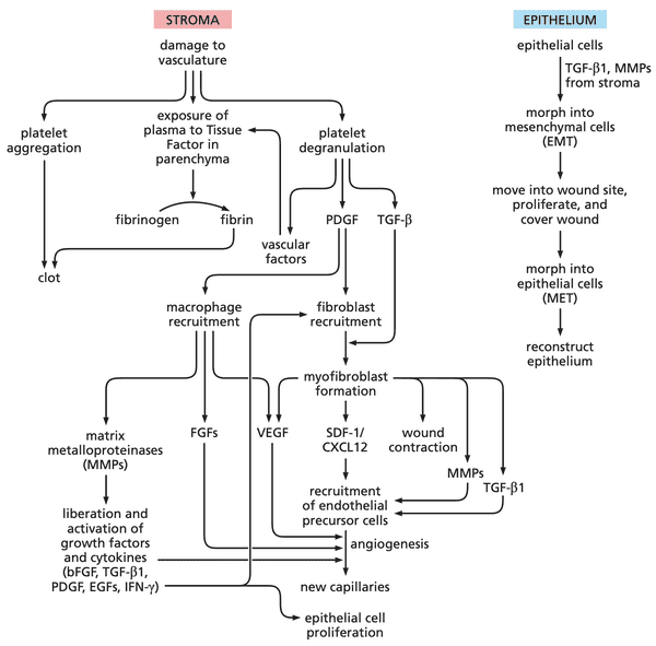 Wound healing flowchart.