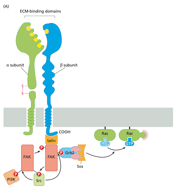 Integrin signaling starts with FAK which then binds other signal pathway proteins.