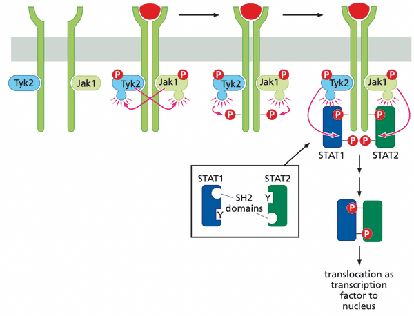 Schematic of the Jak-STAT pathway.