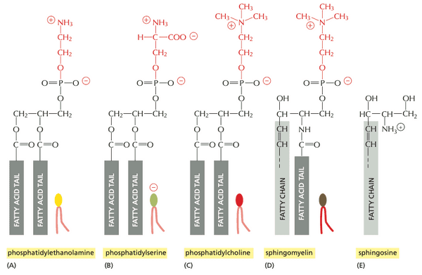 phospholipids