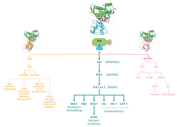 A summary of the Raf pathway.