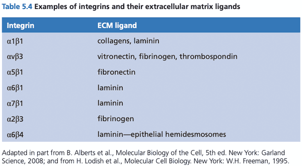 Partial table of integrins and respective ligands.