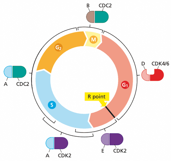 Summary of cyclin-CDK pairings.