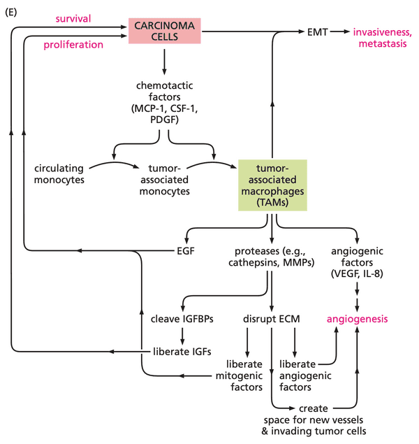 Flowchart of how macrophages contribute to tumor growth.