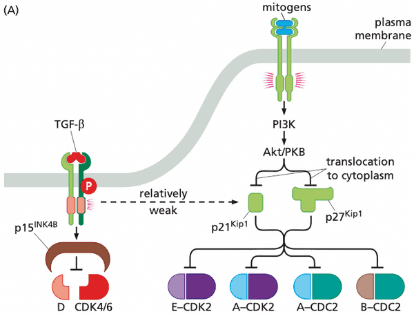 Mitogens inhibit CDK inhibitors via the PI3K pathway.