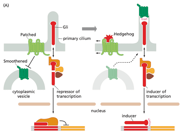 The Patched-Smoothened signaling system.