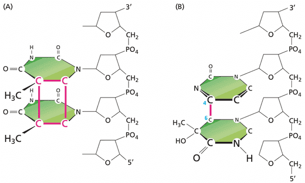 Pyrimidine dimer products: cyclobutane pyrimidine dimers (CPD, left) and pyrimidine (6-4) pyrimidinone (6-4 PP, right).