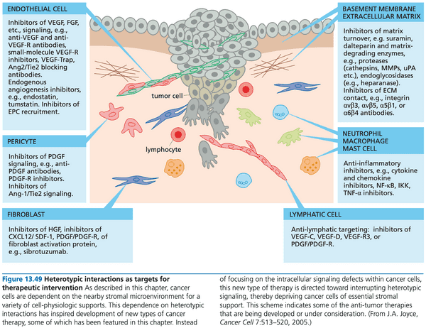 Drugs could potentially target heterotypic interactions to stop tumor development.