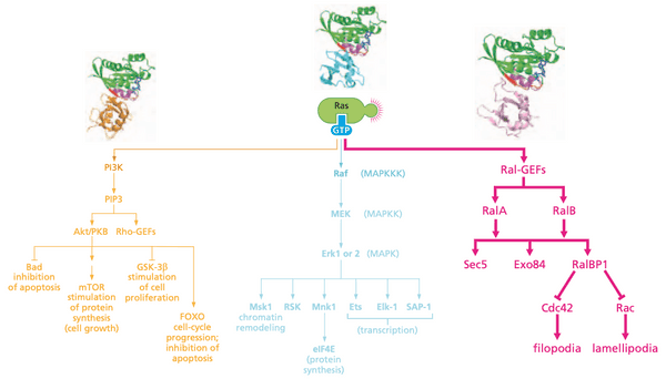 A summary of the Ral pathway.