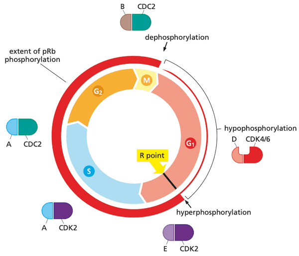 Cell cycle dependent phosphorylation of pRb.