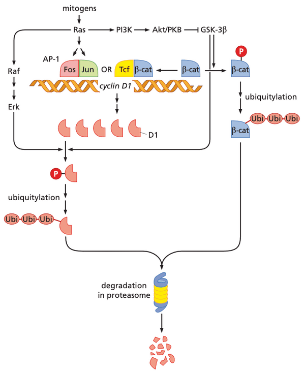 Another diagram showing how the MAPK pathway increases levels of cyclin D1.