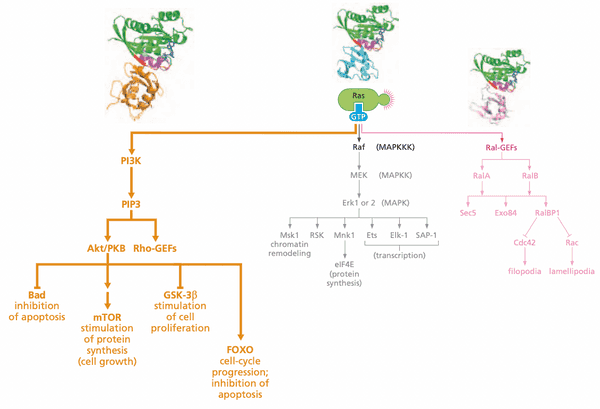 A summary of the PI3K pathway.