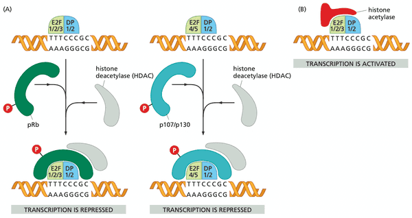 Hypophosphorylated pRb recruits HDAC to remodel (condense) the chromatin.