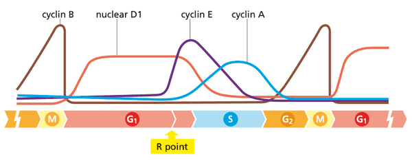 Cell cycle phases and associated cyclin levels.