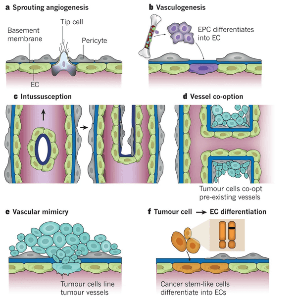 neovascularization