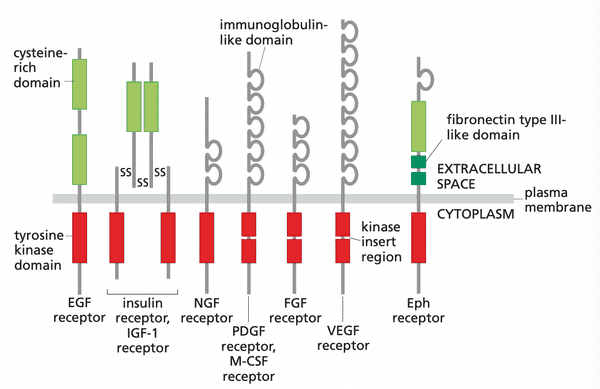 Structures of various receptor tyrosine kinases.