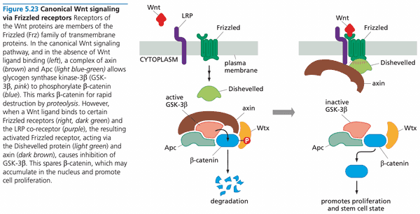 Wnt signaling system.