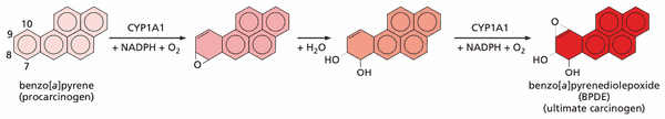 Conversion of procarcinogen into ultimate carcinogen by CYPs.