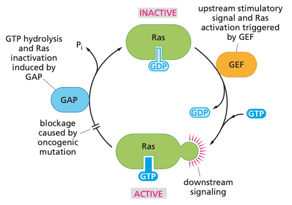 The Ras signaling cycle.