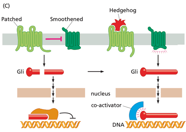 Hedgehog signaling pathway.