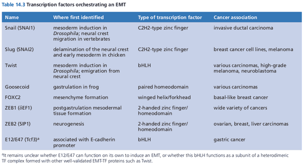 Transcription factors that can initiate EMTs.