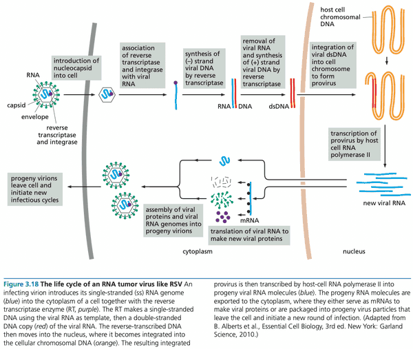 rna tumor virus life cycle