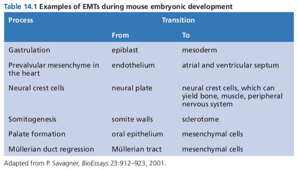 Examples of epithelial-mesenchymal transitions (EMTs).