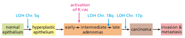 Colon tumor progression tracked by genetic alterations.