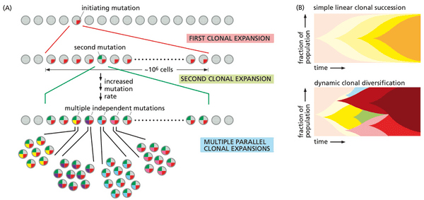 Tumors have heterogeneity.