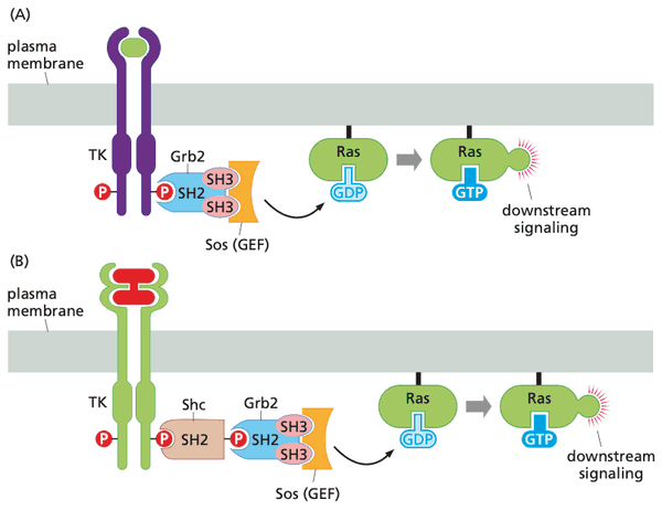 Schematic of Grb2 and Shc bridging proteins.