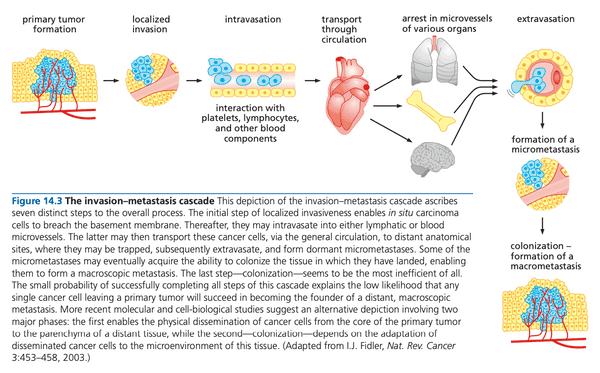 The invasion-metastasis cascade.