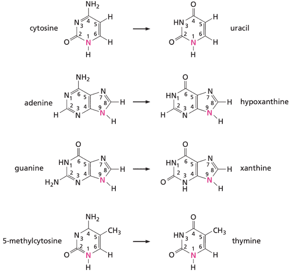 Possible kinds of base deamination.