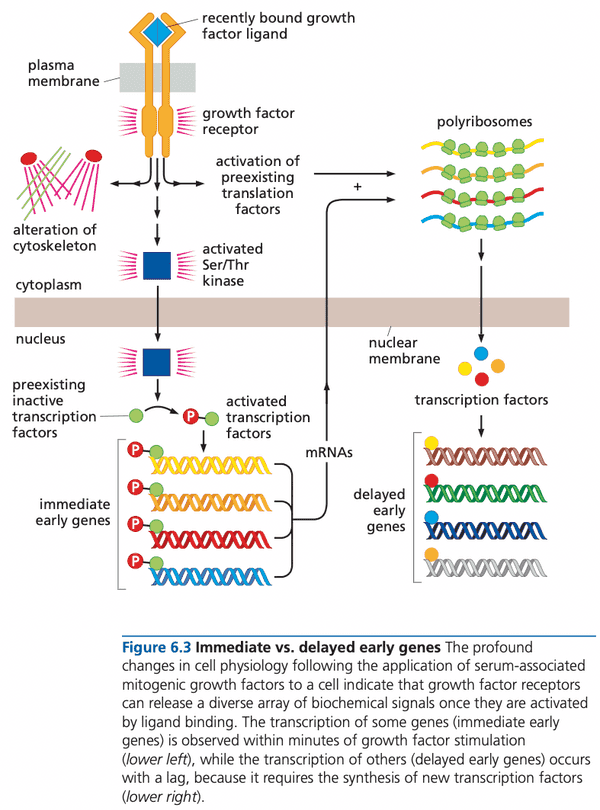 Immediate vs. delayed early genes.