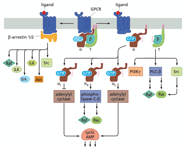 GPCR signaling in cancer.