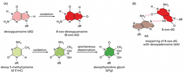 dna oxidation