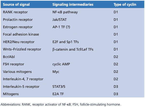 Extracellular signals and cyclin D1 levels.