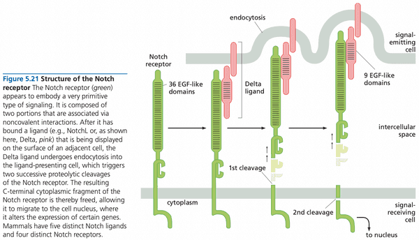 The structure of the Notch receptor.