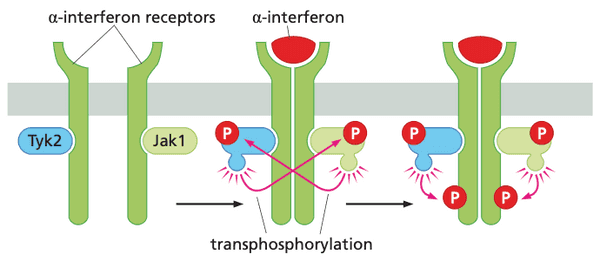 The structure of cytokine receptors.