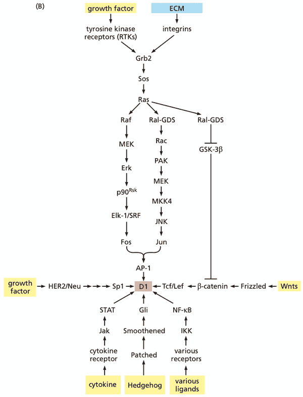 Control of cyclin D1 levels.